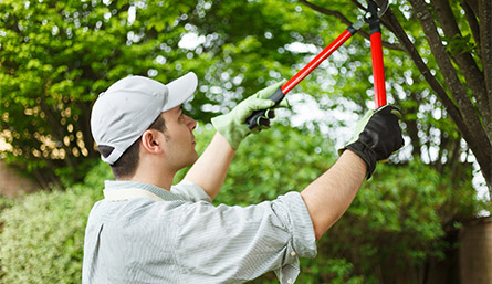 Trimming a Tree